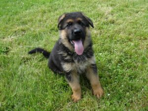 ChenilDuPiree - Chiot Berger allemand 2