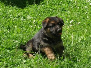 ChenilDuPiree - Chiot Berger allemand 17