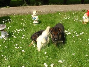 ChenilDuPiree - Chiot Berger allemand 7