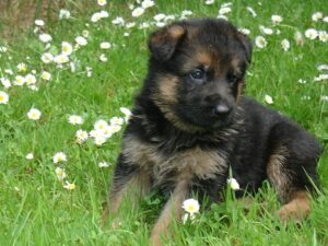 ChenilDuPiree - Chiot Berger allemand 4