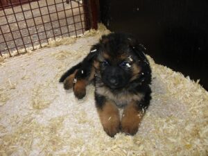 ChenilDuPiree - Chiot Berger allemand 21