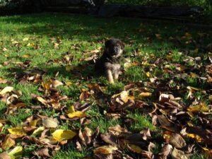 ChenilDuPiree - Chiot Berger allemand 22