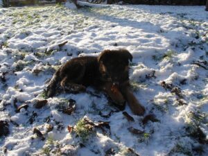 ChenilDuPiree - Chiot Berger allemand 5