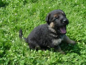 ChenilDuPiree - Chiot Berger allemand 8