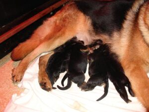 ChenilDuPiree - Chiot Berger allemand 23