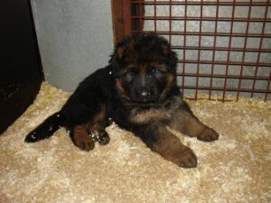 ChenilDuPiree - Chiot Berger allemand 25