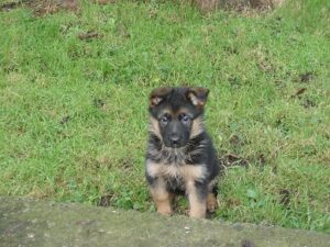 ChenilDuPiree - Chiot Berger allemand 10