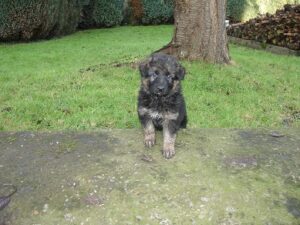 ChenilDuPiree - Chiot Berger allemand 27