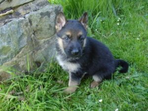 ChenilDuPiree - Chiot Berger allemand 11