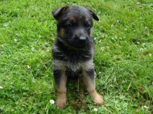 ChenilDuPiree - Chiot Berger allemand 13