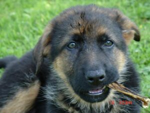 ChenilDuPiree - Chiot Berger allemand 14