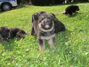 ChenilDuPiree - Chiot Berger allemand 16