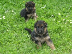 ChenilDuPiree - Chiot Berger allemand 3