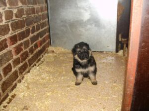 ChenilDuPiree - Chiot Berger allemand 30