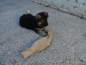 ChenilDuPiree - Chiot Berger allemand 31