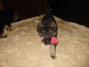 ChenilDuPiree - Chiot Berger allemand 32